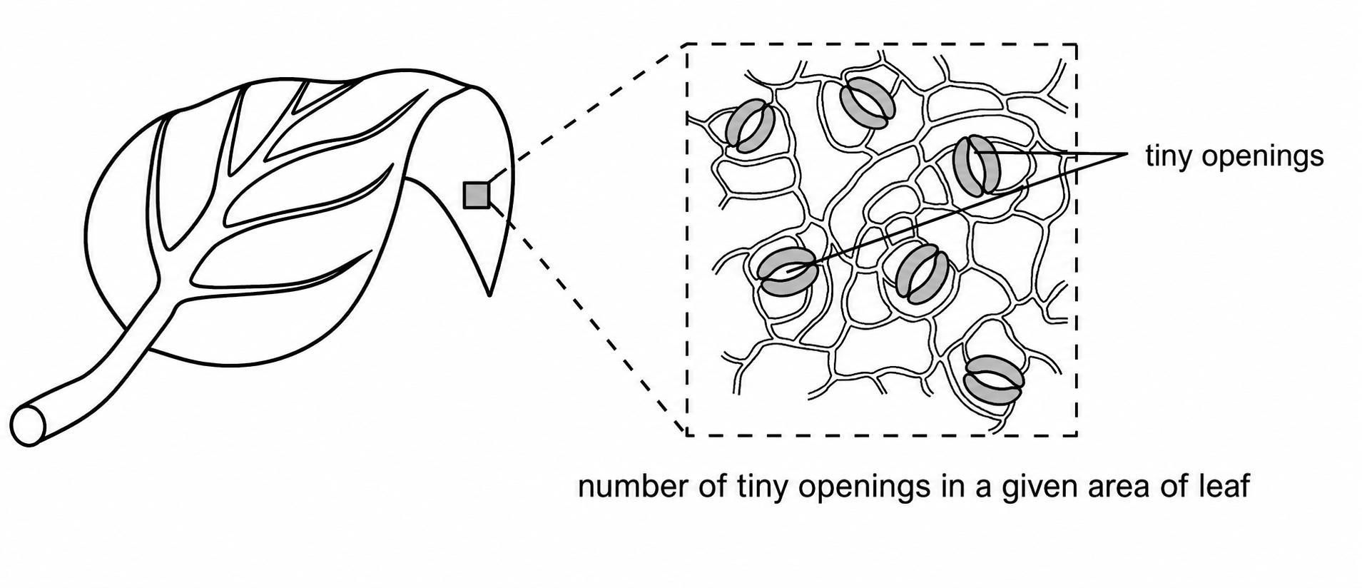 Diagram of a leaf showing a magnified area with tiny openings (stomata) and the caption number of tiny openings in a given area of leaf.