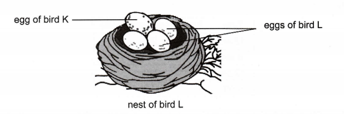 A nest of bird L containing eggs of bird L and one egg of bird K