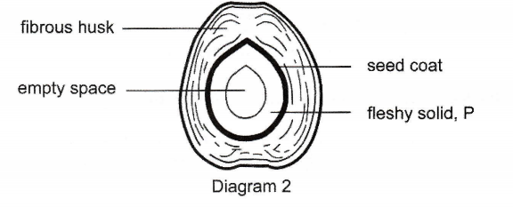 Diagram 2 showing a coconut fruit with fibrous husk, seed coat, empty space and fleshy solid P