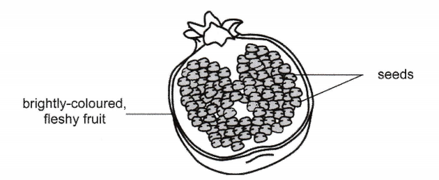 Cross-section of a pomegranate fruit showing many seeds inside a brightly-coloured, fleshy fruit wall.