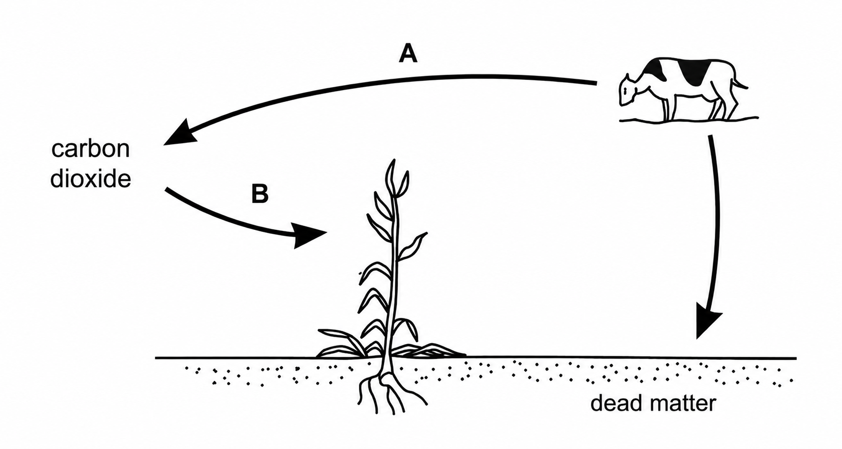 Cycle diagram showing a cow releasing carbon dioxide into the air through process A, carbon dioxide in the air being taken in by a plant through process B, and the cow also contributing to dead matter.